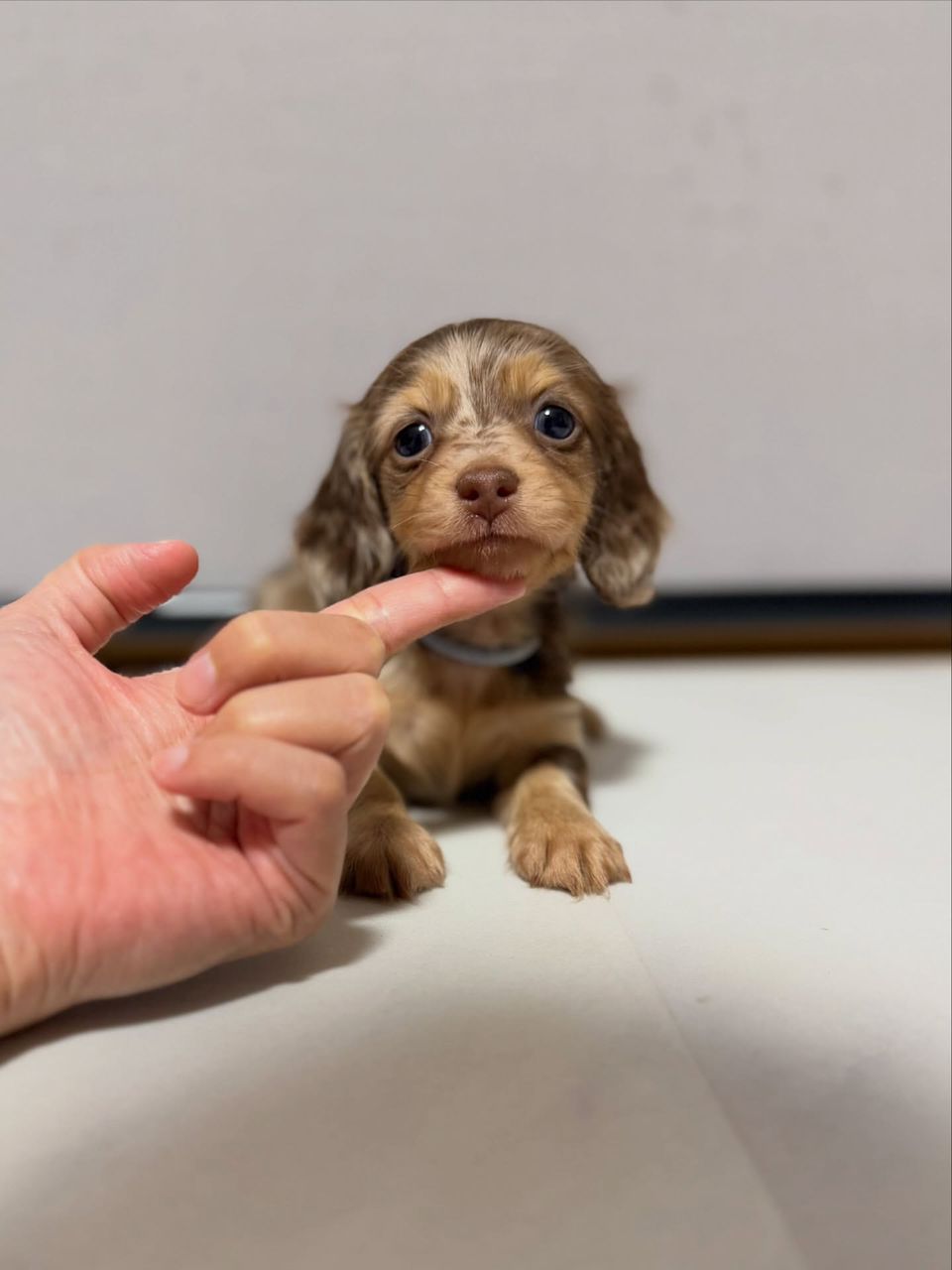 Dachshund puppy from HillSide Paws